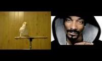 Snoop Doggy Dog is just a Cockatoo