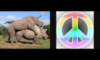 Rhino porn - Suni and Najin