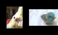 Thumbnail of Dubstep bird dancing to dubstep bird