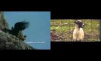 goat lucky music video