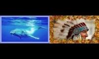 Healing Sounds - Whales and Indian Flute