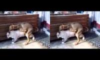 On the topic of Cat-Dog