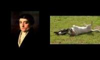 Jack Russell Terrier - Thieving Magpie