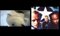 polar bear pov video remix