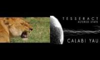 Thumbnail of Calabi Meow - Tessercat