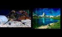 vangelis oceaninc with seahorses