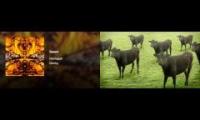 Mooshuggah - Dancing Cows and Meshuggah