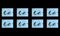 There Can Never Be Too Many Noots