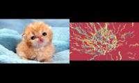 Puppies and Mutemath Number 3
