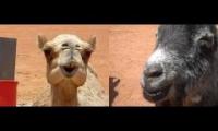 camel VS goat chewing