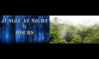 Sounds of nature at night