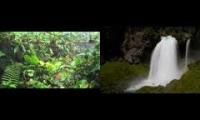Rainforest/Waterfall