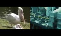Pelican pigeon dildo party