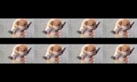 How to hold is coarse. Please have in both hands in the dog days of the baby. Fell rampage and not t