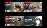 Four Osprey Live Cams