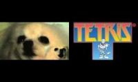 Undertale vs Tetris vs Gabe the Dog Bonetrousle
