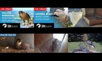 Webcams de animales en directo