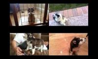 Thumbnail of Husky Einstein puppy howling