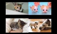 Cute little kittens mashup