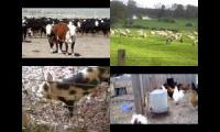 Farm Animal Quadparison