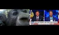 Gorillas react to their reflection Tucker Carlson