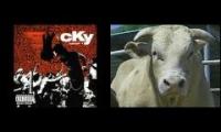 cky bull riding awesome