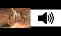 Giraffe tramples lion, get out the way music
