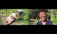 funny pig and laughing mashup
