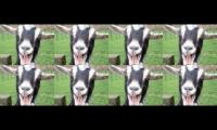 GOATSSCREAMINGDOTCOM