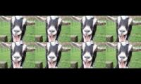 Thumbnail of GOATSSCREAMINGDOTCOM