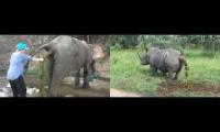 Thumbnail of RHINO AND ELEPHANT TAKING THE MOST MASSIVE SHITS YOU POSSIBLY HAVE SEEN SIMULTANEOUSLY! MUST SEE!!!!