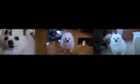 Thumbnail of Gabe The Dog Sparta Remix Tripleparison