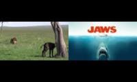 Male Lion Kills Baby Buffalo JAWS 1975 - Main Title (Theme From Jaws) Full HD