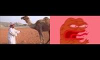 autistic camel reeeeee
