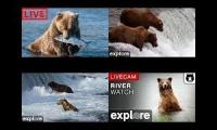 Cam River Bear - Katmai National Park, Alaska powered by EXPLORE.org