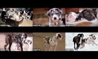 Service Dog Project Great Dane Cams