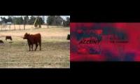 ACCDNT - The Cowboys with Cows