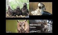 Live Cam - Eagle , Osprey , Owl, Hawk