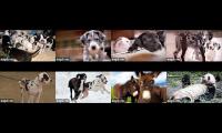 Service Dog Project Great Dane Cams + Big Rig Travels