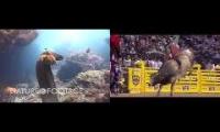 Octopus rides eel at rodeo