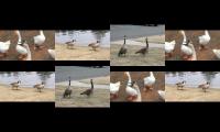 geese geese geeseman