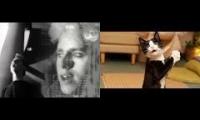 DANCE the cat and the animals dance so fun we love depechemode