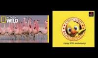 Are flamingos actually chocobos?