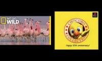 Are Flamingos actually Chocobos?