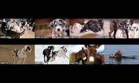 Service Dog Project cams