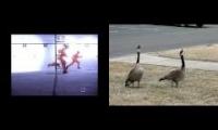 Geese Honking - The Launch