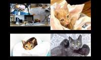 Kitten Academy, Kitten OClock and Tiny Kittens