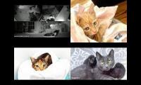 Kitten Academy, Kitten OClock, and Tiny Kittens (New KA Link)