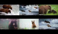 Thumbnail of Bear cams katmai multi