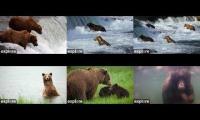 Katmai Brown Bear & Salmon Cams